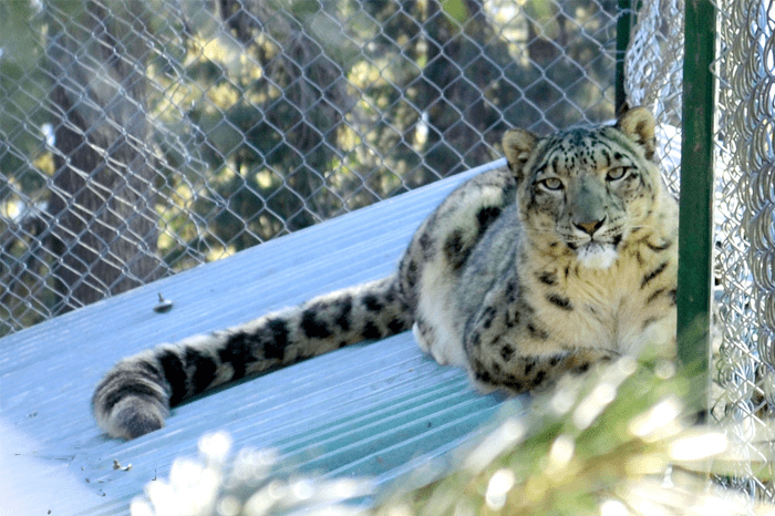 Lalazar Wildlife Park Attractions Things to do in